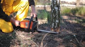 Best Tree Mulching  in Urbana, IA