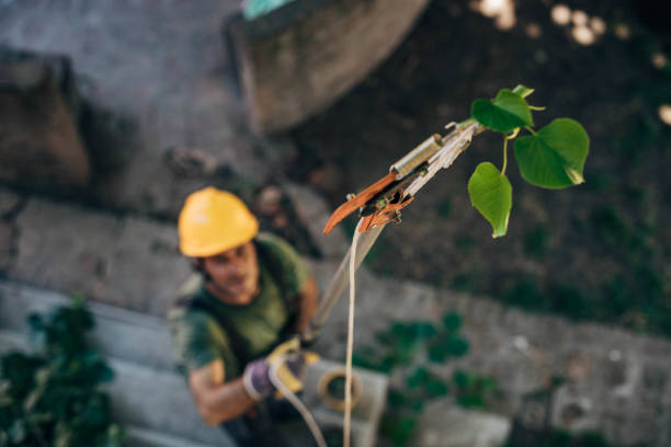 Best Commercial Tree Services  in Urbana, IA